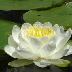 Tia's Restorative Colonics - A key to living a healthier, more vibrant life!
