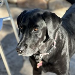 Kindred Spirits Pet Services - Our beautiful Rosalie.