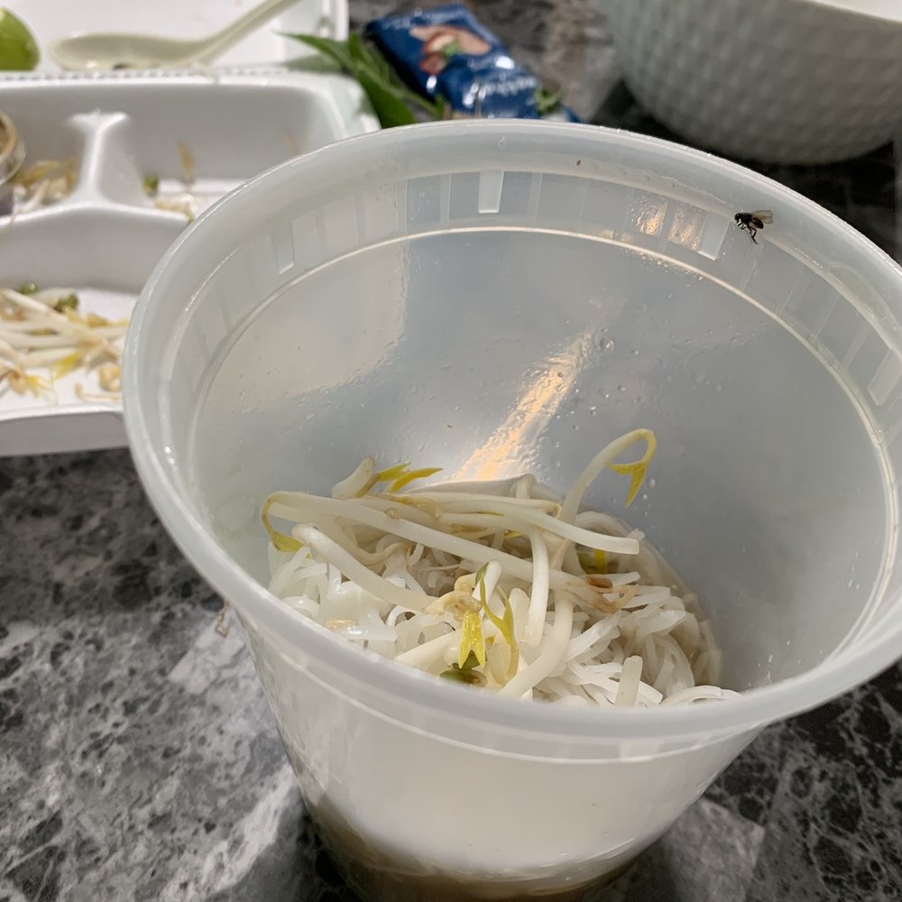 Pho' Vietnam #8 - Flies !!! - Vietnamese Near Me - Anchorage, Alaska Pho' Vietnam #8 - Flies !!! - Vietnamese Near Me - Anchorage, Alaska