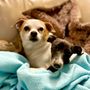 Photo of Enterprise Animal Hospital