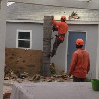 A Timberland Tree Company - Removing Queen Palm tree next to garage - Tree Services Near Me - Inglewood, California A Timberland Tree Company - Removing Queen Palm tree next to garage - Tree Services Near Me - Inglewood, California
