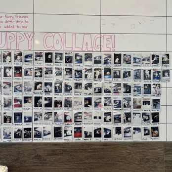 Rise + Roast - Puppy wall - Coffee & Tea Near Me - Rio Rancho, New Mexico