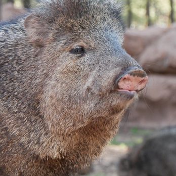 Bearizona - Zoos Near Me - Williams, Arizona Bearizona - Zoos Near Me - Williams, Arizona