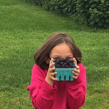 Wilbert's Tree Farm - Had fun picking these berries with my niece! - Christmas Trees Near Me - Webster, New York