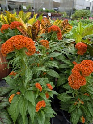 Buchanan's Native Plants by null