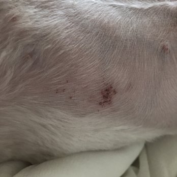 Mung Puppy Store - looks like a shave burn. - Pet Groomers Near Me - Los Angeles, California