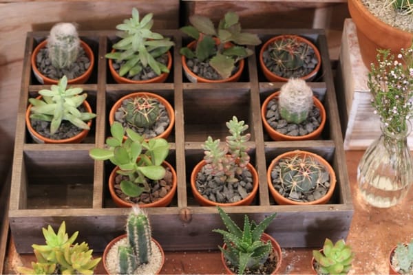 Homecoming by null Homecoming by null