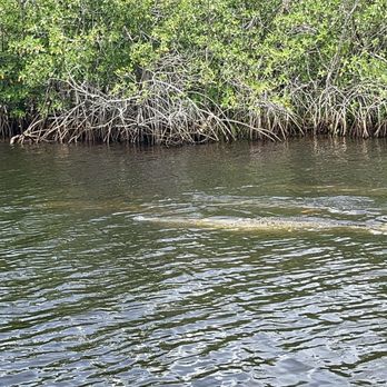 Manatee Sightseeing and Wildlife Adventures - Boat Tours Near Me - Naples, Florida Manatee Sightseeing and Wildlife Adventures - Boat Tours Near Me - Naples, Florida