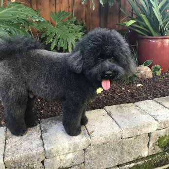 Critter Clippers - The cut accentuates his physique. As it grows even a few days after a cut, the hair  will look like the beginning of traditional cords. - Pet Groomers Near Me - Mountain View, California