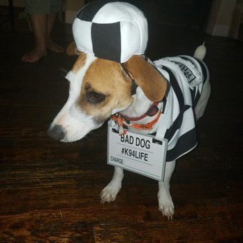 Dogs Rule Resort - Happy Halloween - Pet Groomers Near Me - Keller, Texas Dogs Rule Resort - Happy Halloween - Pet Groomers Near Me - Keller, Texas
