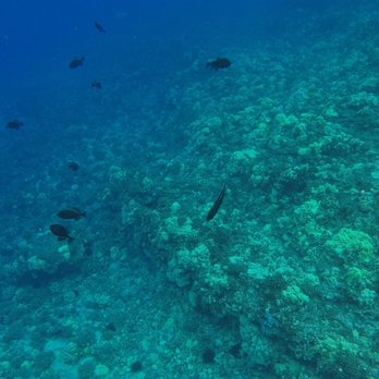 Maui Reef Adventures - Inner edge of Molokini Crater - Snorkeling Near Me - Ma'alaea, Hawaii Maui Reef Adventures - Inner edge of Molokini Crater - Snorkeling Near Me - Ma'alaea, Hawaii