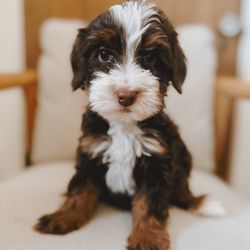 Over The Moon Poodles and Doodles - Meeko as a puppy!