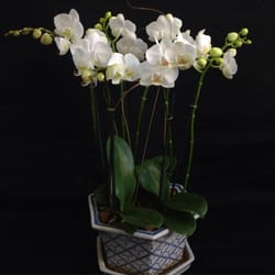 Tiger Lilly Florist & Gifts - Orchids arrangement in pot
