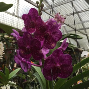 RF Orchids - Nurseries & Gardening Near Me - Homestead, Florida RF Orchids - Nurseries & Gardening Near Me - Homestead, Florida