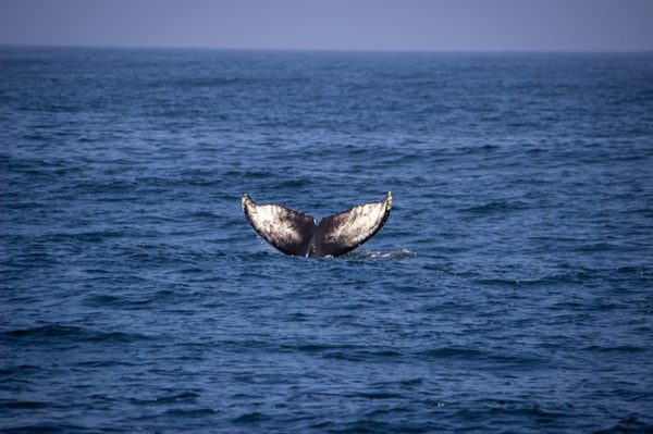 Chris' Fishing and Whale Watching by null