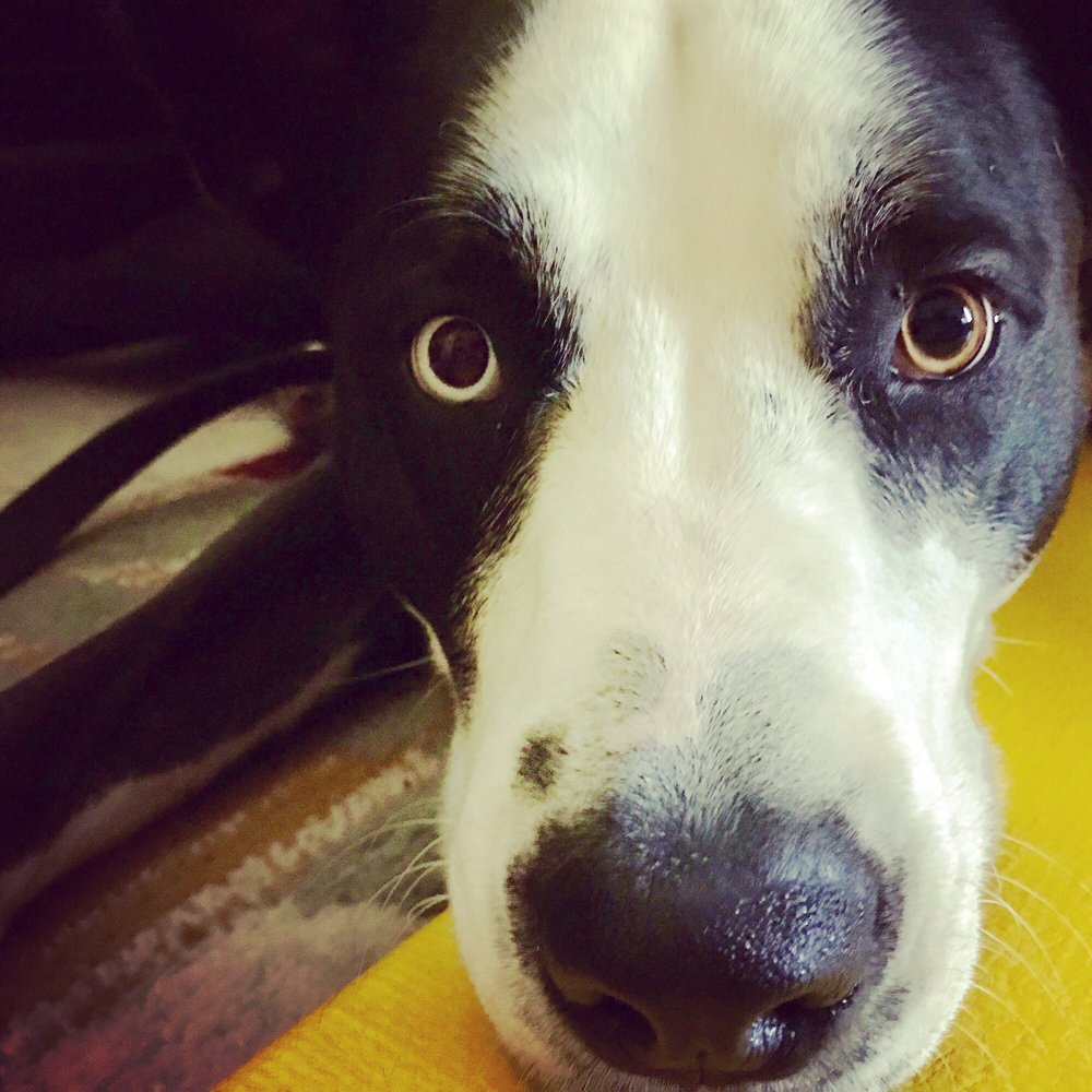 A Doggies Dream - Pet Sitting Near Me - Reno, Nevada