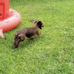 Pawsitively Intuit