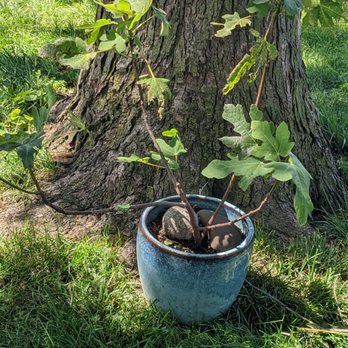 The Education Garden - Beautifully potted, hardy Chicago fig. - Community Service/Non-Profit Near Me - Trenton, Illinois The Education Garden - Beautifully potted, hardy Chicago fig. - Community Service/Non-Profit Near Me - Trenton, Illinois