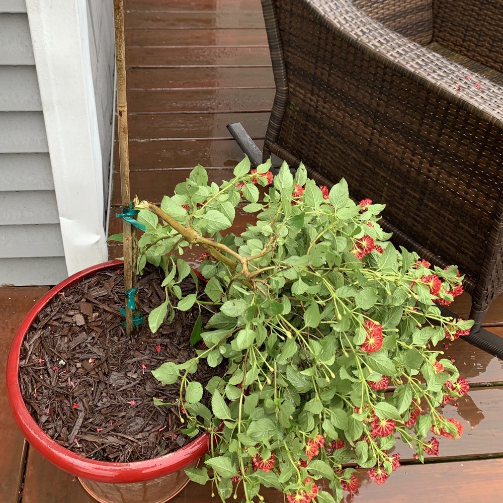 Top 10 Best Nurseries & Gardening Near Buckingham, Pa - April 2023 - Yelp