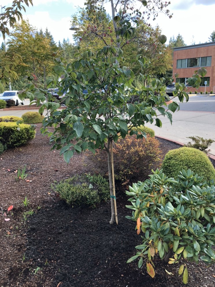 Pruning And Planting - tree service in Tacoma, WA