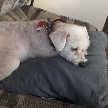 Studio Canine - Pet Groomers Near Me - Albuquerque, New Mexico
