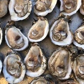 The Shack - 50 cent raw oysters at happy hour - Cajun/Creole Near Me - Houma, Louisiana The Shack - 50 cent raw oysters at happy hour - Cajun/Creole Near Me - Houma, Louisiana