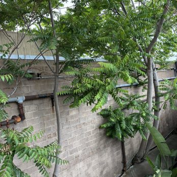 PV Tree Service - Trees - Tree Services Near Me PV Tree Service - Trees - Tree Services Near Me