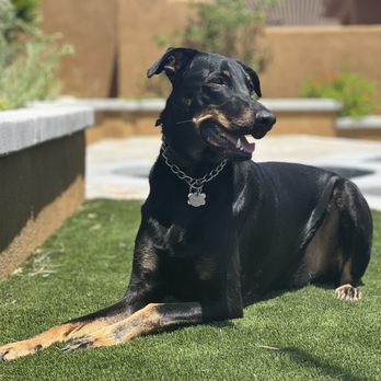 1. California Working Dogs