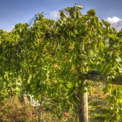 Odessa Vineyards