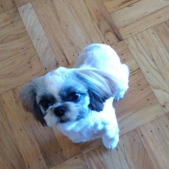 Best Friends Grooming - After her haircut.. New dog! - Pet Groomers Near Me - Daly City, California Best Friends Grooming - After her haircut.. New dog! - Pet Groomers Near Me - Daly City, California