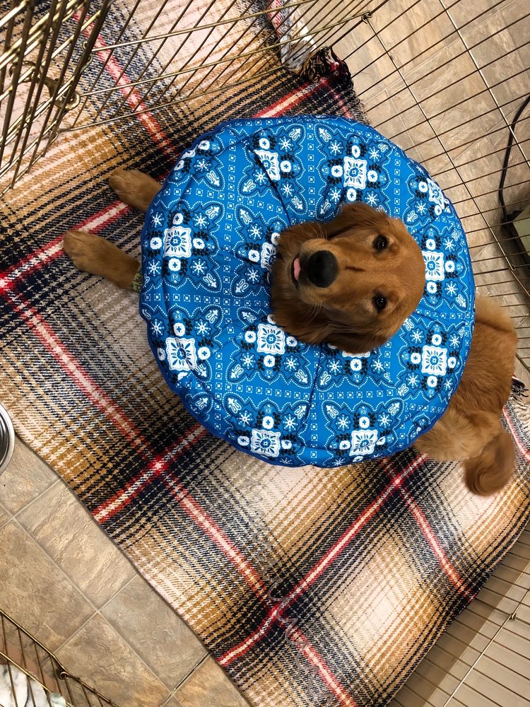 NEIGHBORHOOD PET CLINIC 34 Photos & 17 Reviews 5856 S Lowell Blvd