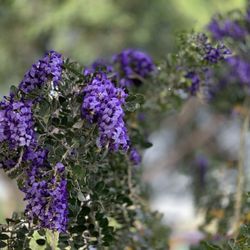 Whitfill Nursery - Purple Mountain Laurel Blossom 02/25