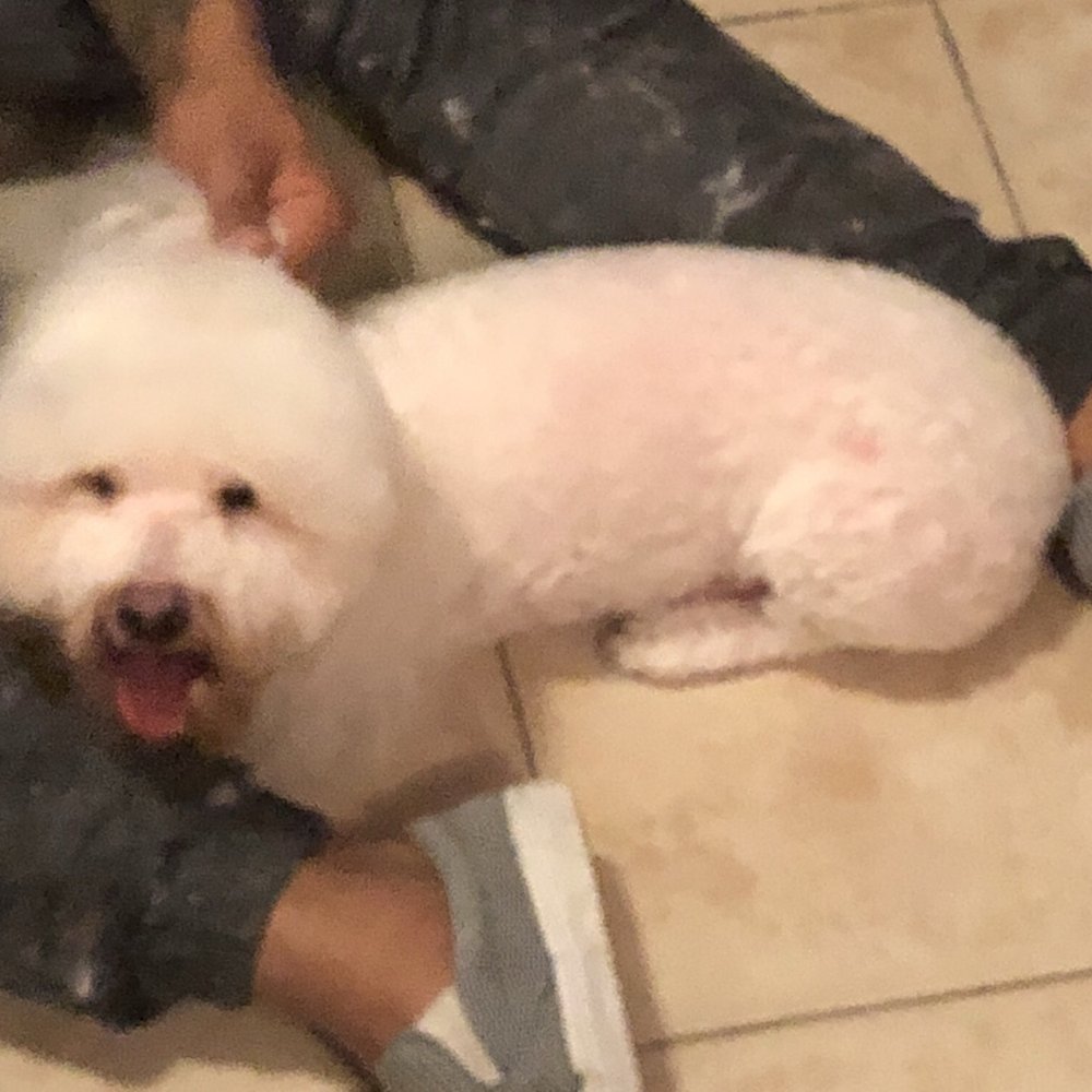 Matt's In Home Pet Styling - Pet Groomers Near Me Matt's In Home Pet Styling - Pet Groomers Near Me