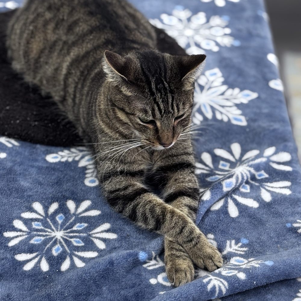 Cat Nap Hangout - Pet Adoption Near Me - Huntington Beach, California Cat Nap Hangout - Pet Adoption Near Me - Huntington Beach, California