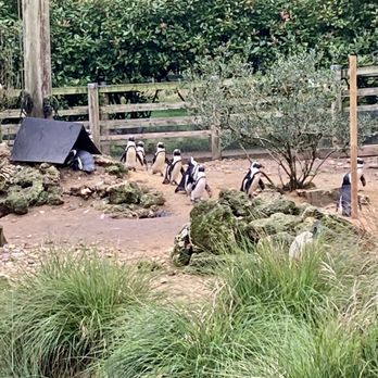 Birdworld Attractions - Seashore exhibit with southern penguins and other shore birds - Zoos Near Me - Farnham, SRY