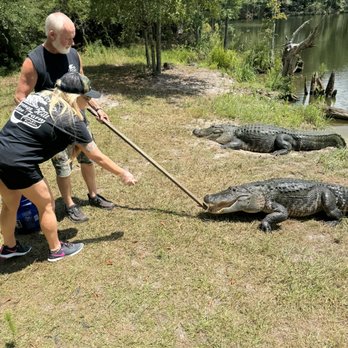 Orange Hill Gator Farm - Tours Near Me - Chipley, Florida Orange Hill Gator Farm - Tours Near Me - Chipley, Florida
