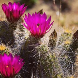 California Botanic Garden - Hedgehog cactus - "strawberry" (aka Echinocereus engelmannii) - superbloom April 2023
