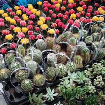 The Home Depot - Colorful cacti - Hardware Stores Near Me - Houston, Texas The Home Depot - Colorful cacti - Hardware Stores Near Me - Houston, Texas