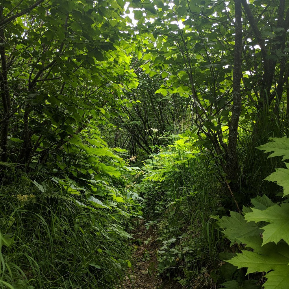 Matanuska Peak Trail - I wasn't kidding when I said it can get brushy! - Hiking Near Me - Palmer, Alaska Matanuska Peak Trail - I wasn't kidding when I said it can get brushy! - Hiking Near Me - Palmer, Alaska