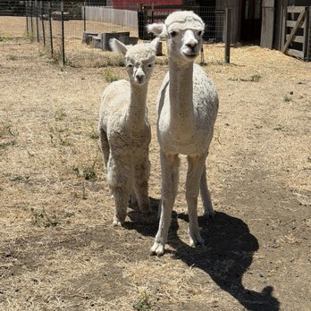 Clayton Valley Farms - Alpacas - Kids Activities Near Me - Clayton, California