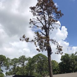 M&C Tree and Landscaping Services - Hazardous tree's are dangerous call us an experienced tree arborist!