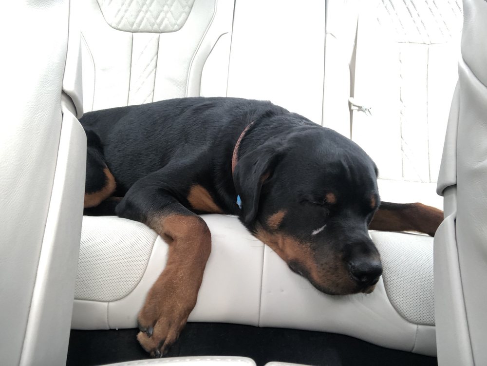 K9 RESORTS CHERRY HILL Pet Boarding 1149 Marlkress Rd, Cherry