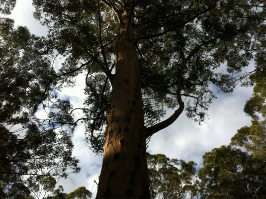 Gloucester Tree by null