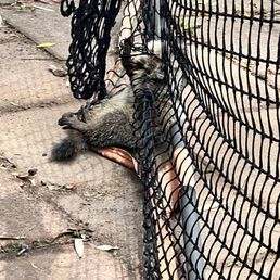 A young groundhog somehow managed to get caught up in an entanglement with our football net June 2022 A view from the side