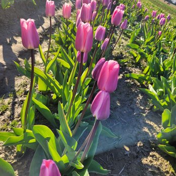 Tulip Town - Botanical Gardens Near Me - Mount Vernon, Washington Tulip Town - Botanical Gardens Near Me - Mount Vernon, Washington