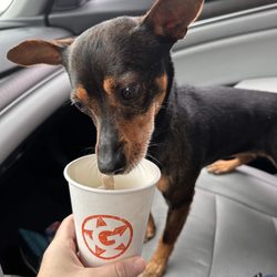 On The Grind - Puppcino