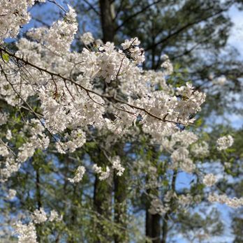 Red Wing Park - Beautifully bloomed - Dog Parks Near Me - Virginia Beach, Virginia