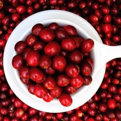 Rowlett Coffee Roastery - We roast only the best coffee beans!