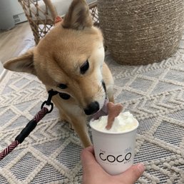 Pup cup!
