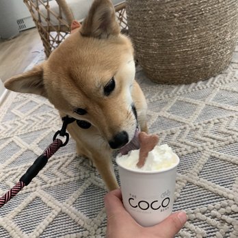 The Coco Bean - Pup cup! - Coffee & Tea Near Me - Tyler, Texas